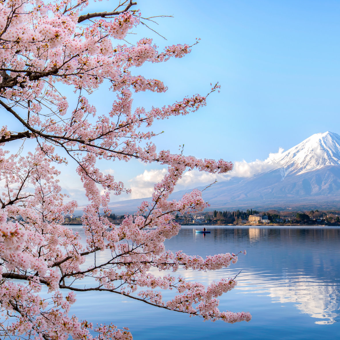 Fondant " fleur de cerisier" voyage au Japon