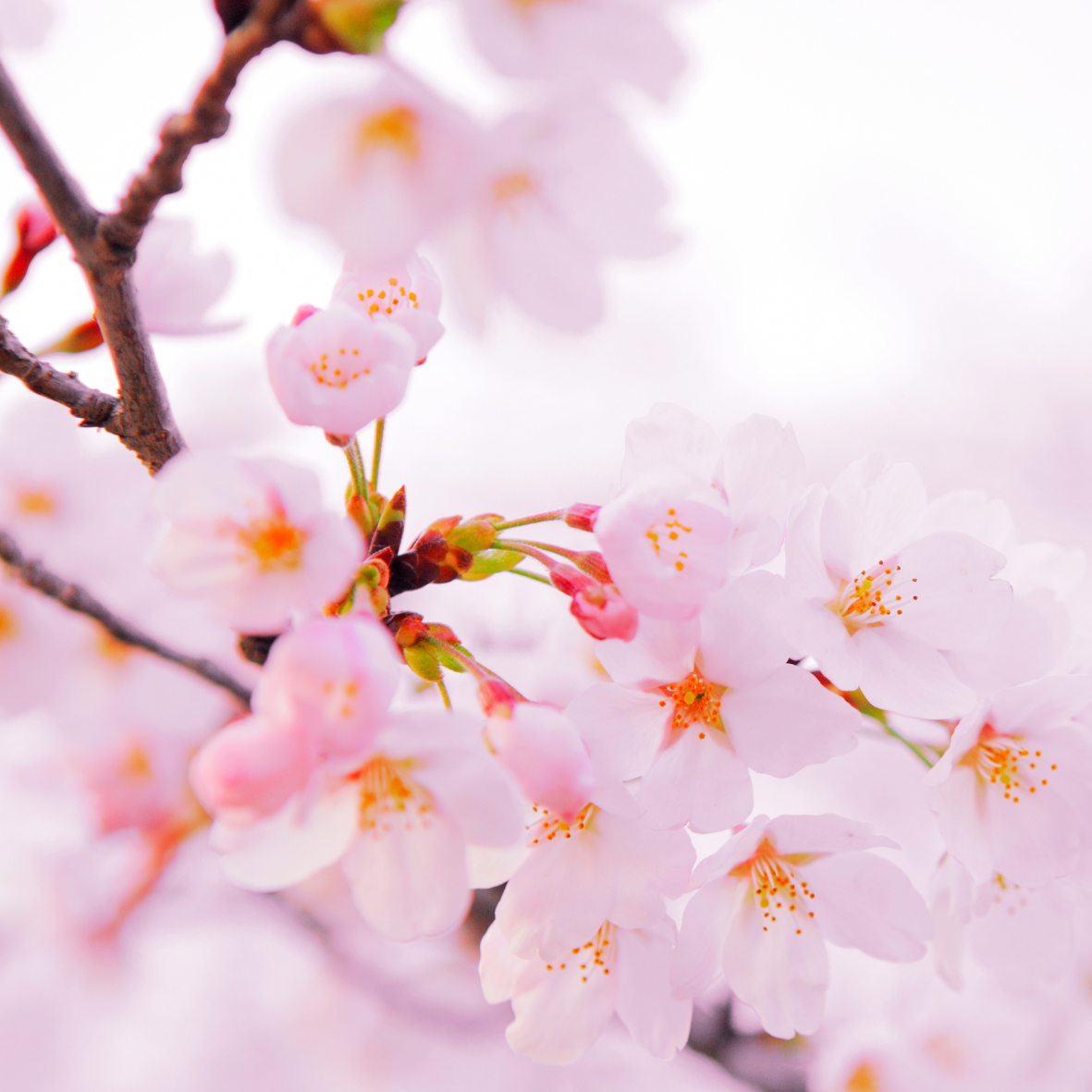 Fondant " fleur de Sakura "